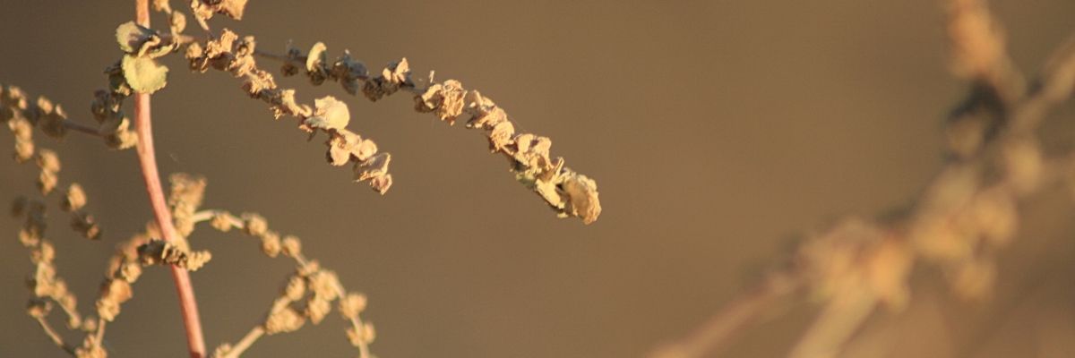 Zweig Veda Mektubu İncelemesi